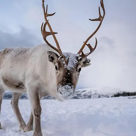 Arctic Haven I House With 3 Bedrooms I Free Parking * Tromsø