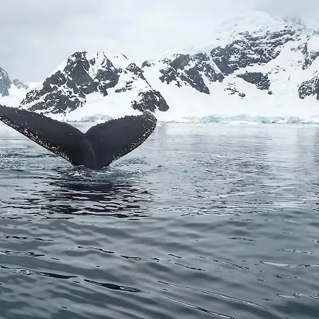 The Arctic With Free Parking *